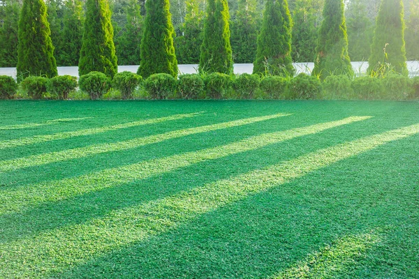 Decorative Trees Lined Park Shadows Falling Green — Stock Photo, Image