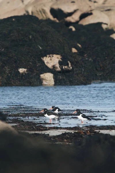 Plan Vertical Oiseaux Bicolores Sur Rivage — Photo