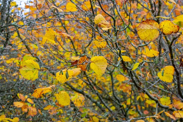 Plan Sélectif Feuilles Automne Colorées Sur Les Branches Dans Réserve — Photo