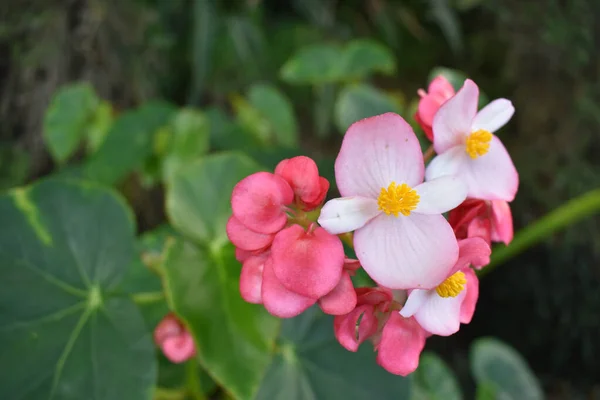 Una Vire Superior Selectiva Delicadas Flores Begonia Rosa — Foto de Stock