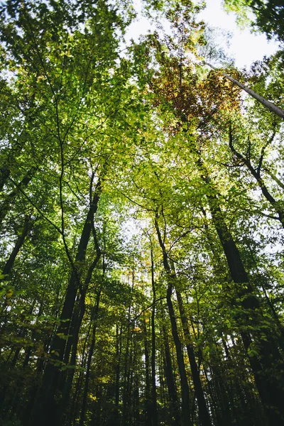 Een Verticaal Schot Van Hoge Bomen Het Bos — Stockfoto
