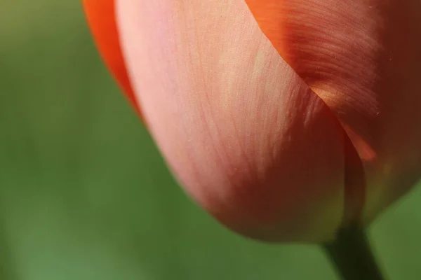 Tiro Foco Seletivo Tulipa Vermelha — Fotografia de Stock