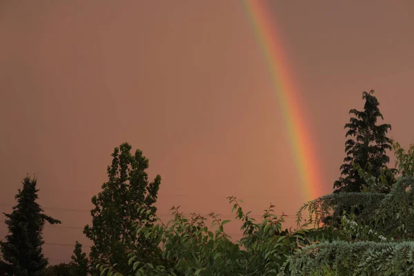Vacker Bild Gröna Träd Och Regnbåge Himlen — Stockfoto