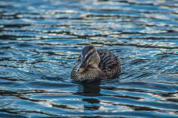 一只可爱的鸭子在平静美丽的湖中游泳 — 图库照片