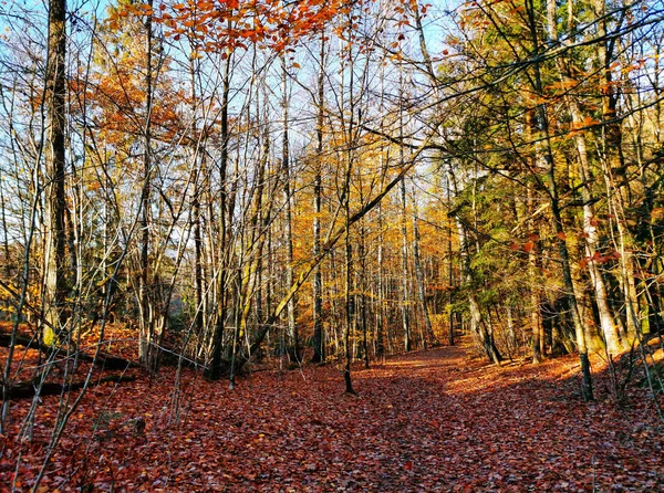 Gli Alberi Alti Una Foresta Catturata Durante Autunno Norvegia — Foto Stock