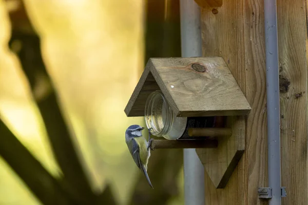 Blue Tit Bird Holding Glass Jar Which Feeds Wooden Roof — Stock Fotó