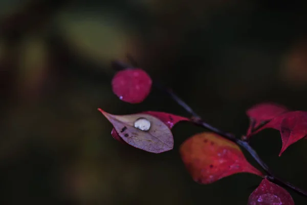 Närbild Bild Stor Vattendroppe Ett Rött Löv — Stockfoto