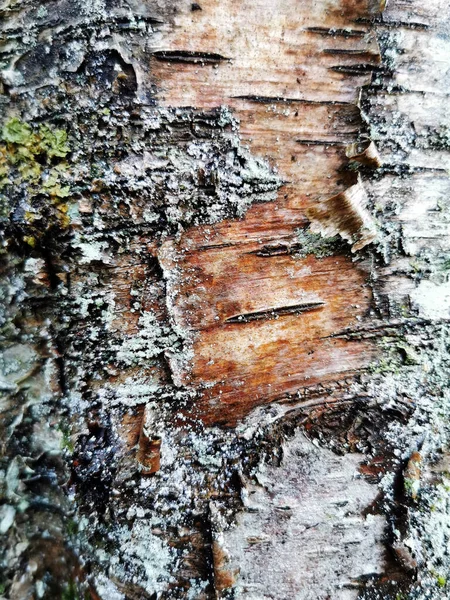 Vertical Shot Birch Wood Texture — Stock Photo, Image