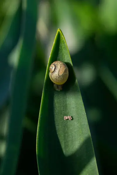 Plan Vertical Escargot Terrestre Rond Sur Bout Une Grande Feuille — Photo