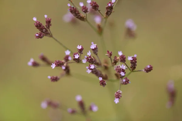 Selective Focus Shot Verbena Flowers — Stock Photo, Image