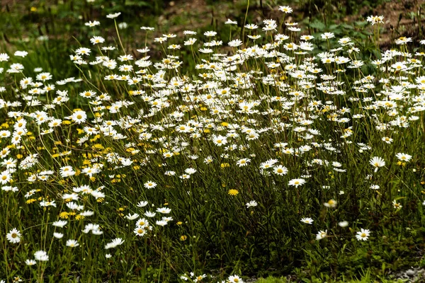 Beautiful Daisies Growing Green Meadow — Stock Photo, Image