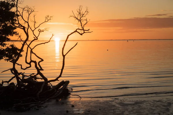 Una Puesta Sol Impresionante Capturado Playa Con Silueta Árbol — Foto de Stock