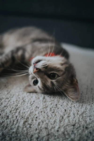一只灰色的猫在柔软的地毯上的特写镜头 — 图库照片