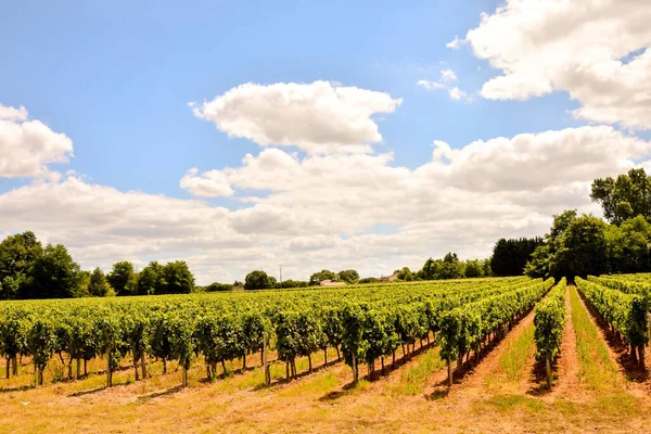 Primer Plano Del Campo Día Soleado — Foto de Stock