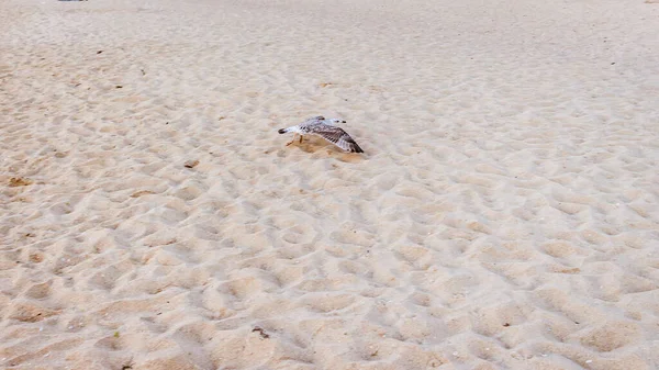 Una Gaviota Heuglin Playa Bajo Luz Del Sol Durante Día — Foto de Stock