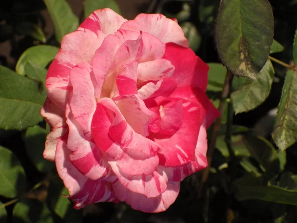 Крупним Планом Знімок Квітучої Рожевої Троянди Зелені — стокове фото