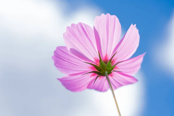 Tiro Ángulo Bajo Flor Cosmos Rosa Con Fondo Verde Borroso — Foto de Stock