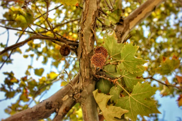 Ángulo Bajo Enfoque Superficial Árbol Plano — Foto de Stock