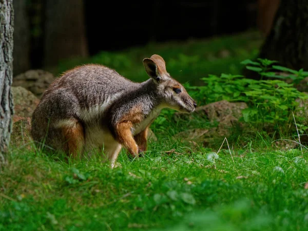 Tiro Close Pequeno Wallaby Prado Fresco Floresta — Fotografia de Stock