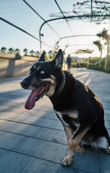 Portrait Vertical Beau Chien Croisé — Photo