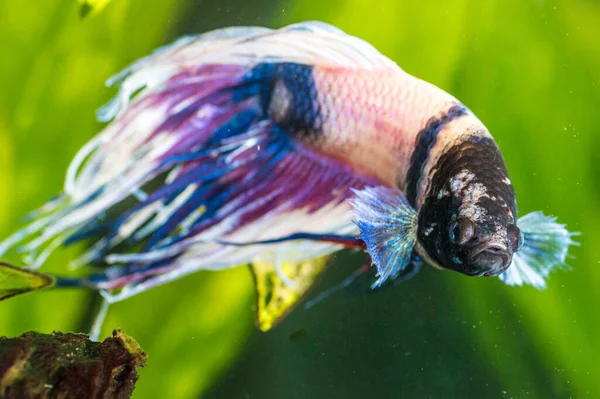 Primer Plano Peces Betta Enfermos Acuario — Foto de Stock