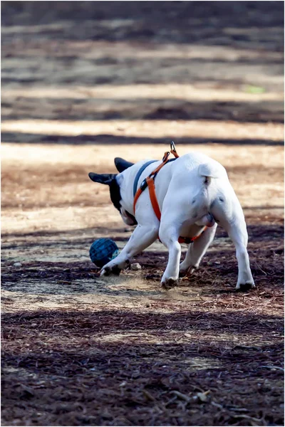 小さなボールで遊んでかわいいブルドッグの垂直ショット — ストック写真