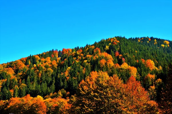 Ein Herbst Blätter Einer Waldlandschaft Auf Einem Klaren Himmel Hintergrund — Stockfoto