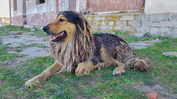 緑の草の上に寝そべっている汚れた野良犬 — ストック写真