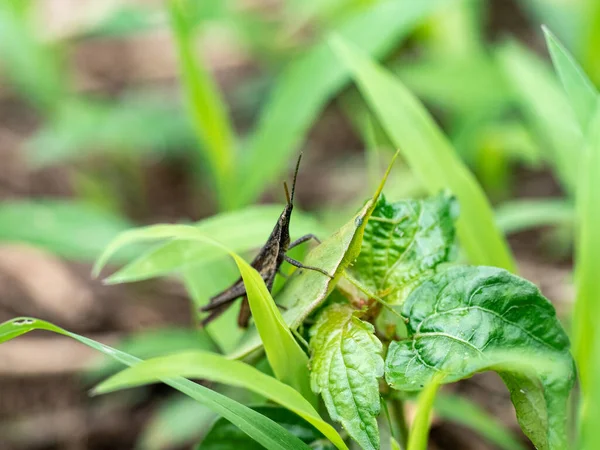 Primer Plano Pequeño Insecto Negro Sentado Una Planta Hojas Verdes —  Fotos de Stock