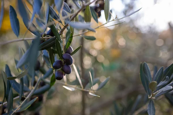 Μια Επιλεκτική Εστίαση Από Κοντά Των Καρπών Της Ελιάς Ένα — Φωτογραφία Αρχείου