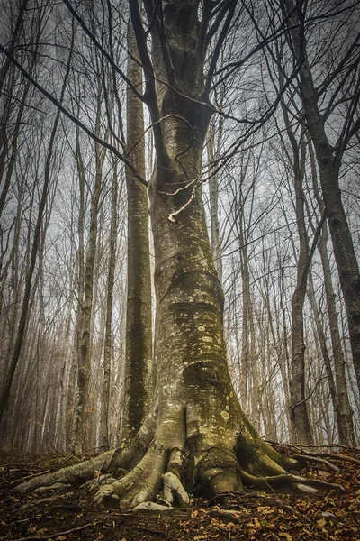 Tiro Vertical Baixo Ângulo Árvores Nuas Floresta — Fotografia de Stock