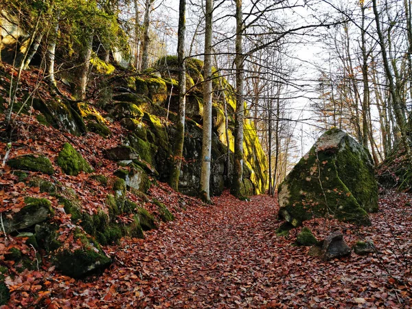 Les Arbres Près Des Falaises Couvertes Mousse Dans Une Forêt — Photo