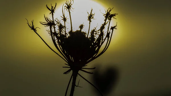 Selektiv Fokusbild Silhuetten Växt Med Solen Som Blomma — Stockfoto