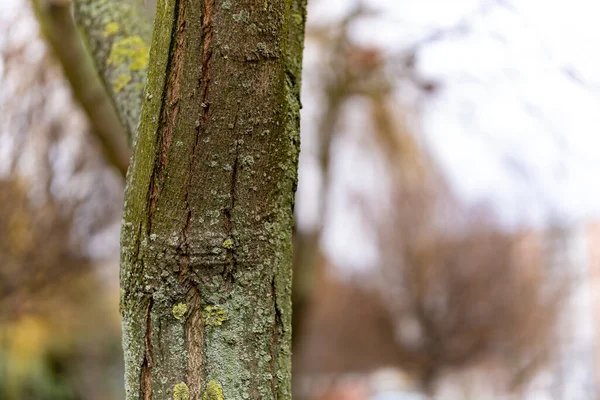 Selective Focus Shot Moss Trunk — Stock Photo, Image