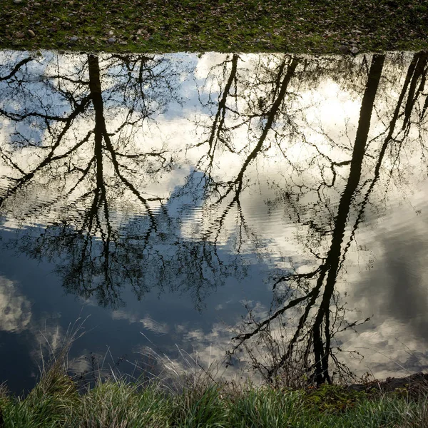 Angle Bas Envers Des Arbres Dans Reflet Eau Dans Forêt — Photo