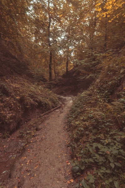 Vacker Bild Liten Stig Höstskogen — Stockfoto