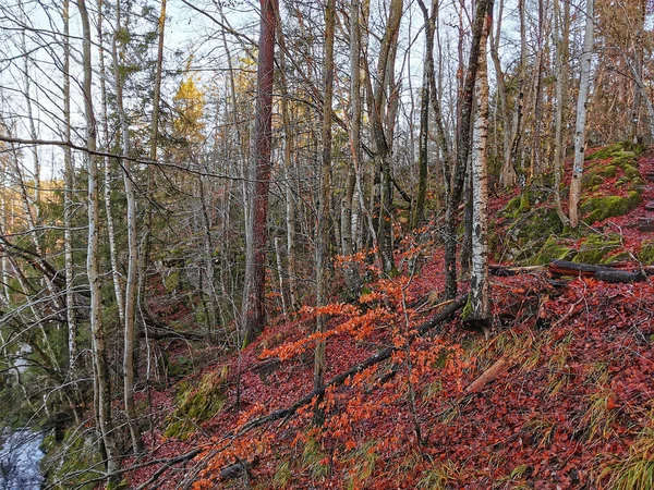 Zbliżenie Pnia Drzew Lesie Norwegii Schwytanym Ciągu Dnia — Zdjęcie stockowe
