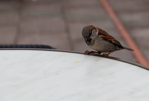 Nahaufnahme Eines Kleinen Vogels Der Auf Einer Weißen Oberfläche Sitzt — Stockfoto