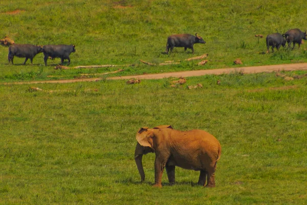 Paisaje Elefante Con Carabaos Campo — Foto de Stock