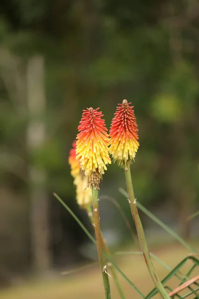 Colpo Fuoco Selettivo Verticale Kniphofia Uvara — Foto Stock