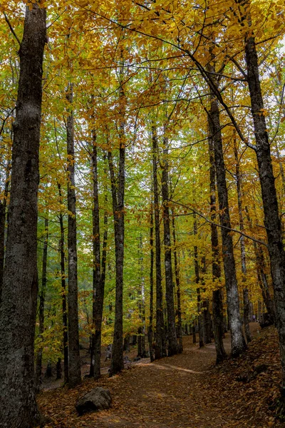 가을에 나무와 잎으로 둘러싸인 — 스톡 사진