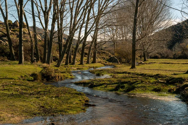 Ein Faszinierender Blick Auf Einen Fließenden Fluss Umgeben Von Grün — Stockfoto