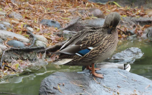 Närbild Brun Anka Som Står Nära Dammen — Stockfoto