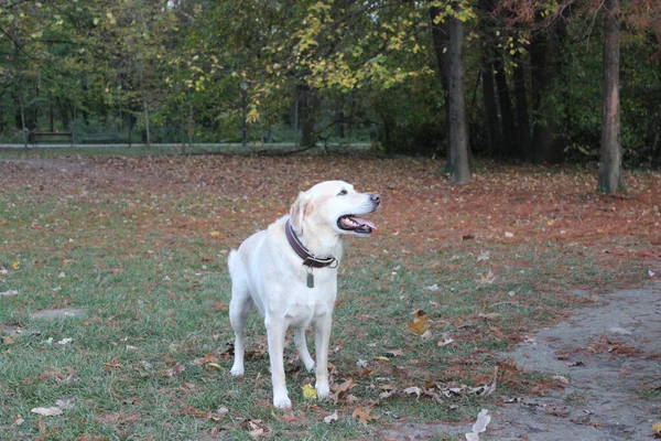 Selektiv Fokusbild Vit Labrador Hund Med Höstlöv Marken — Stockfoto