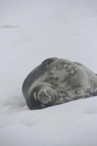 Una Adorable Foca Weddell Durmiendo Nieve — Foto de Stock