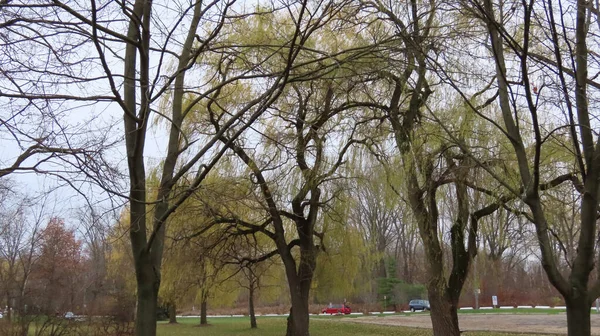 Bomen Bij Het Pad Een Park Een Sombere Herfstdag — Stockfoto