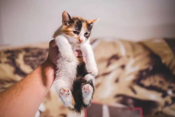 Closeup Shot Woman Hand Holding Cute Young Cat Animal Printed — Stock Photo, Image