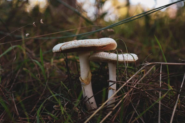 Een Close Shot Van Witte Paddenstoelen Het Bos — Stockfoto