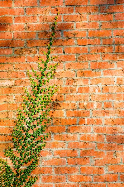 Bir Bitkinin Tırmandığı Tuğla Duvarın Dikey Görüntüsü — Stok fotoğraf