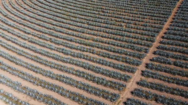 Tiro Aéreo Terras Plantação Agave Planta Mexicana Com Folhas Afiadas — Fotografia de Stock